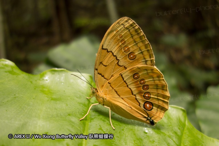 130609_rarashan_021.jpg