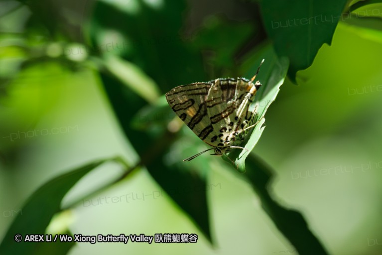 140426_enseleni_035.jpg
