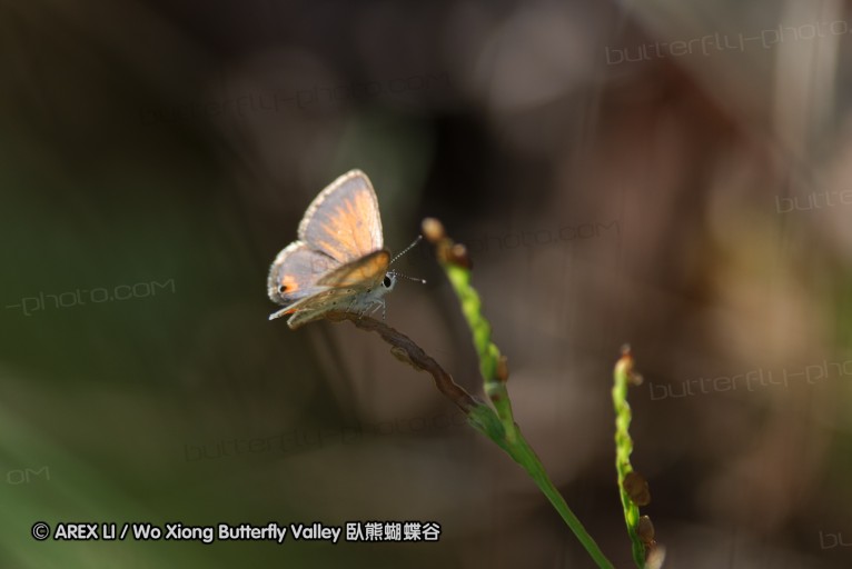 140426_enseleni_045.jpg