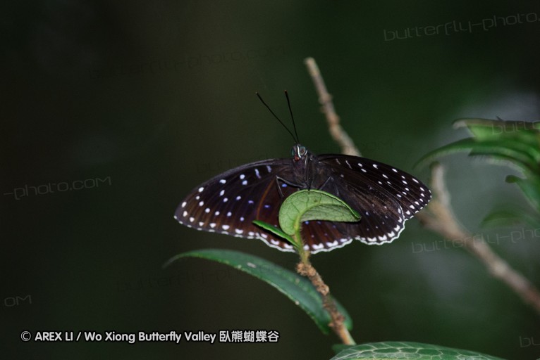 140628_tianjing_19.jpg