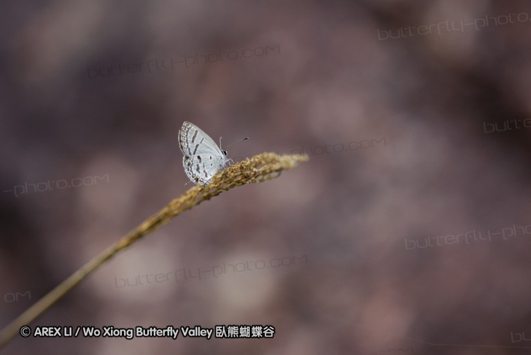 140629_tianjing_26.jpg