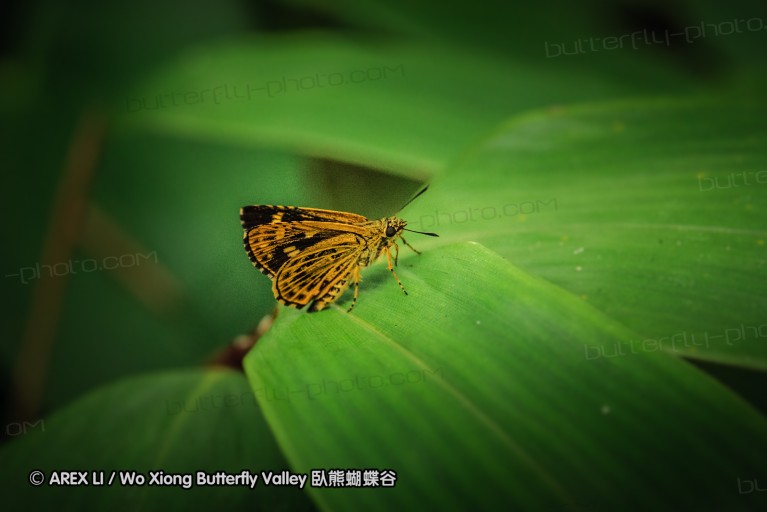140629_tianjing_40.jpg