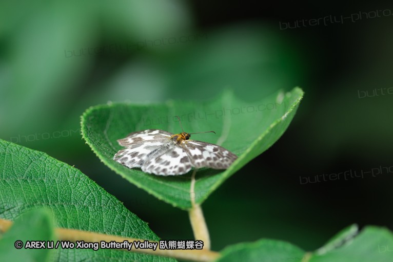 140630_nanling_44.jpg