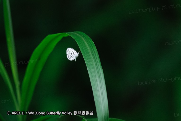 140630_nanling_50.jpg