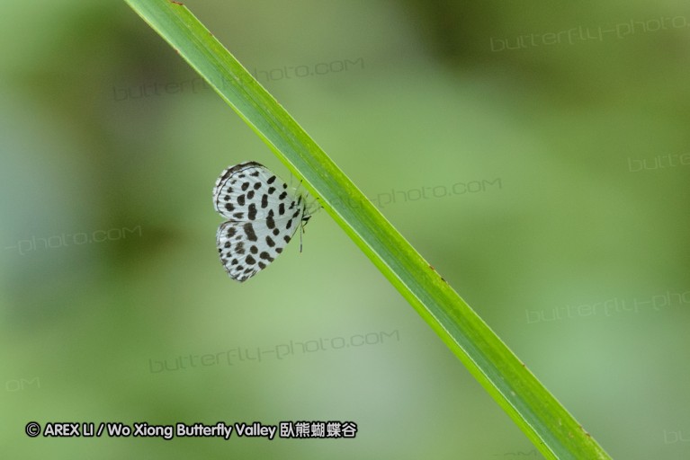 140701_nanling_15.jpg
