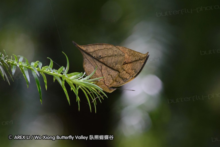 140701_nanling_22.jpg