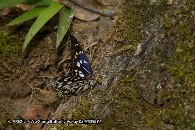 140701_nanling_26.jpg
