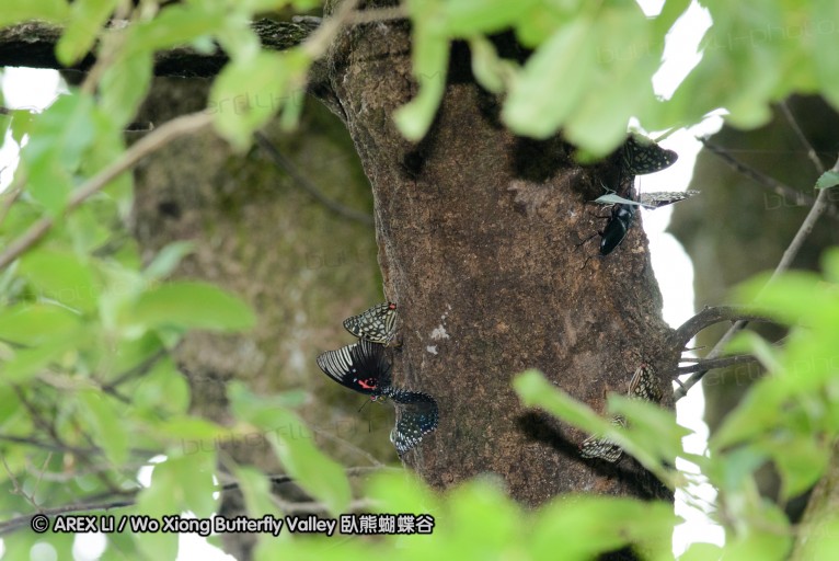 140701_nanling_29.jpg