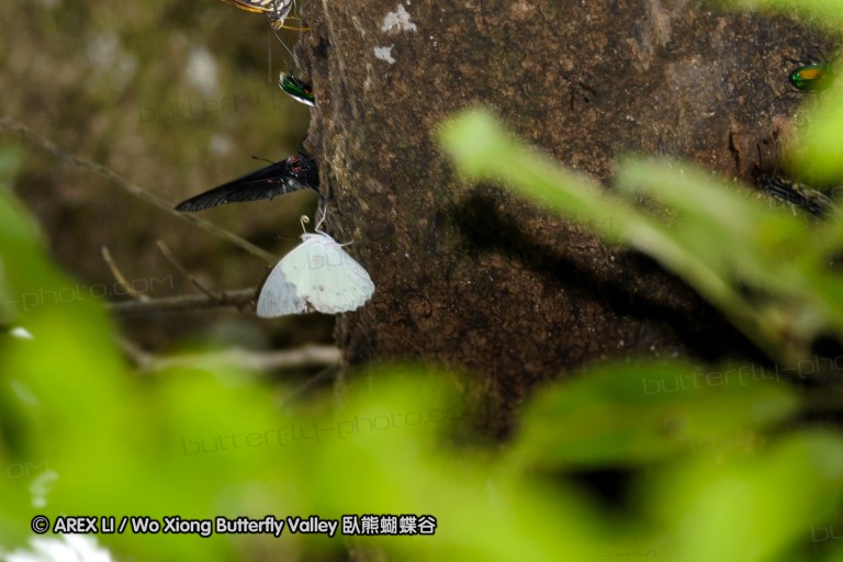 140701_nanling_35a.jpg