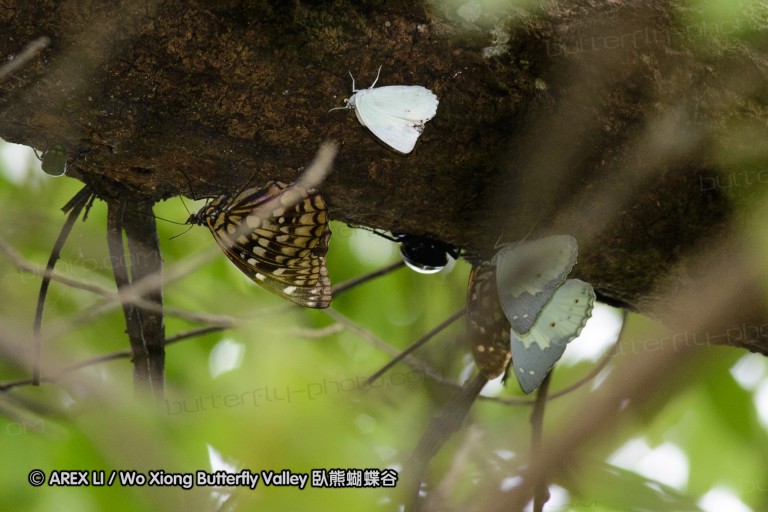 140701_nanling_36a.jpg