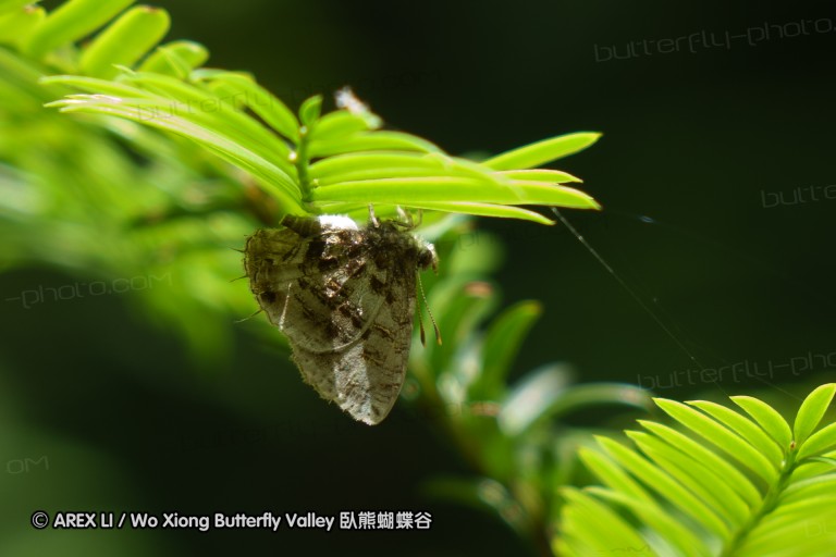 140701_nanling_40.jpg
