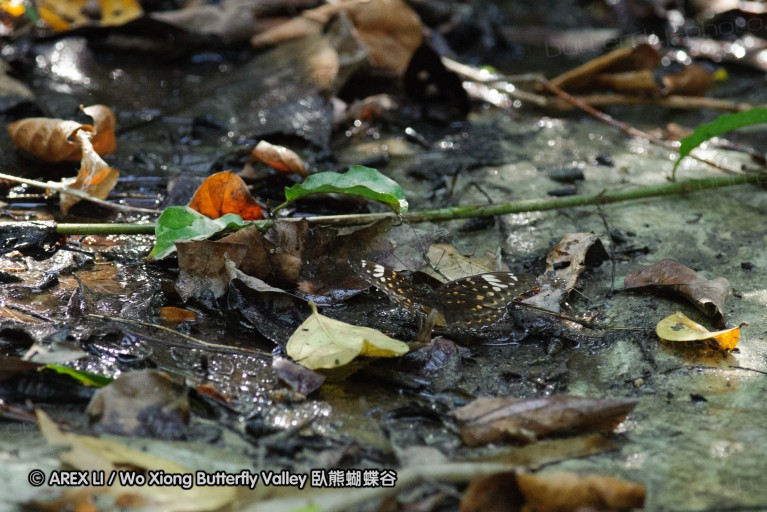 140927_pangkap_018.jpg