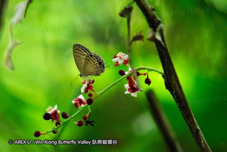 140927_pangkap_019.jpg