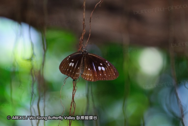 140927_pangkap_022.jpg