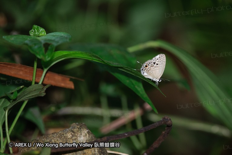 140927_pangkap_026.jpg