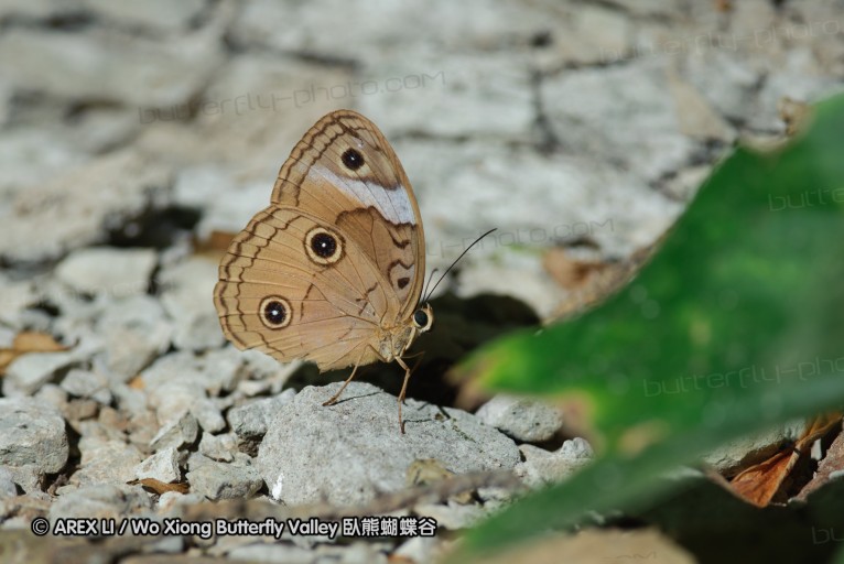 140927_pangkap_029.jpg