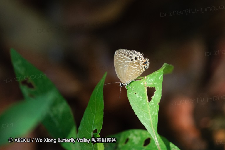 140927_pangkap_031.jpg