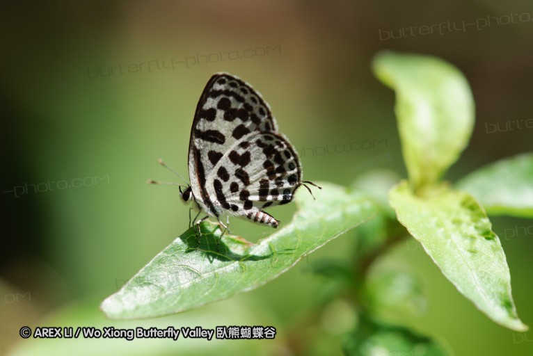 140927_pangkap_049.jpg