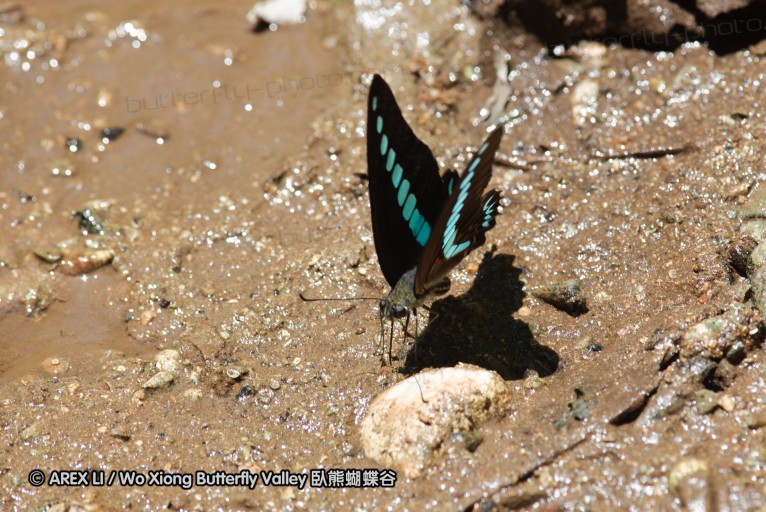 140927_pangkap_055.jpg