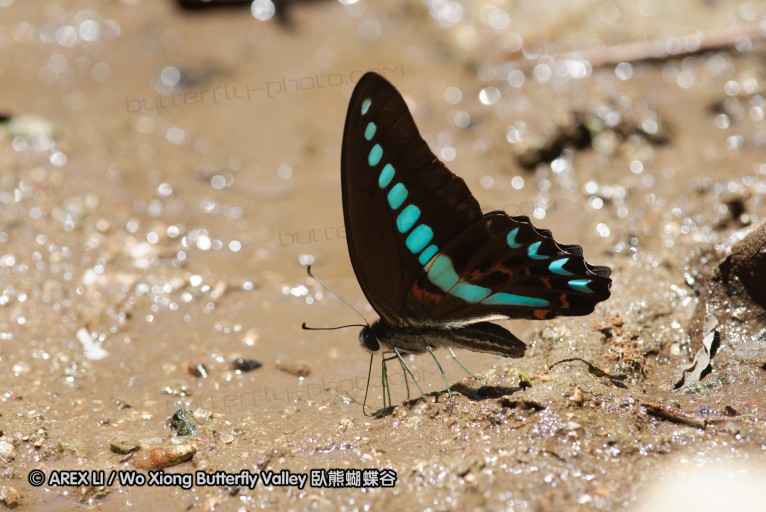 140927_pangkap_057.jpg