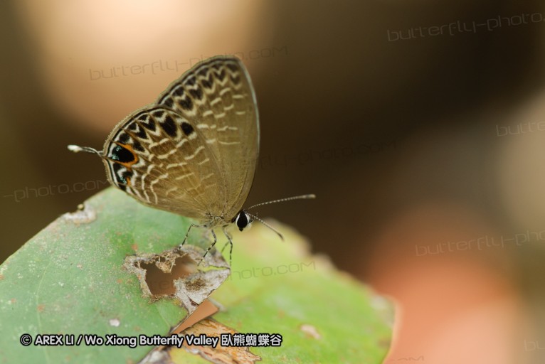 140927_pangkap_062.jpg