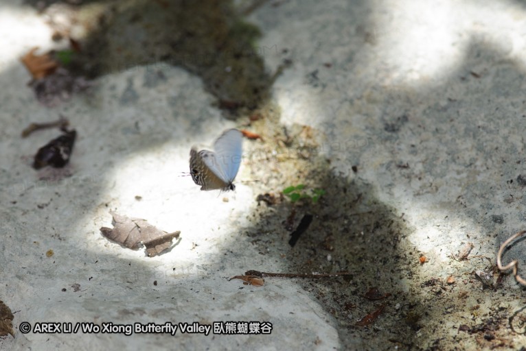 140927_pangkap_066.jpg