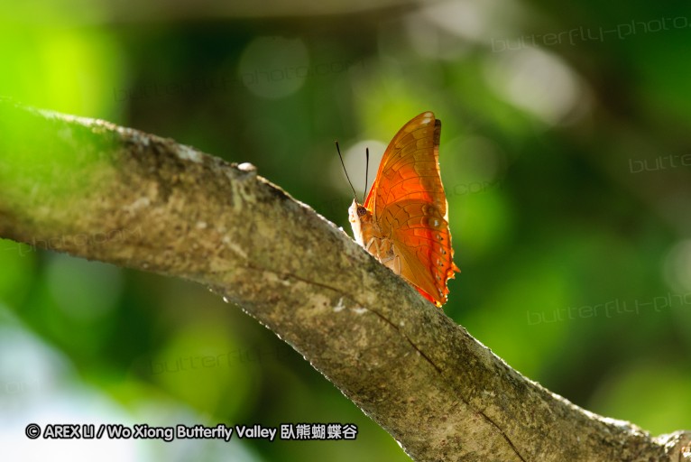 140927_pangkap_068.jpg