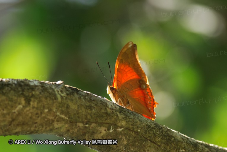 140927_pangkap_069.jpg