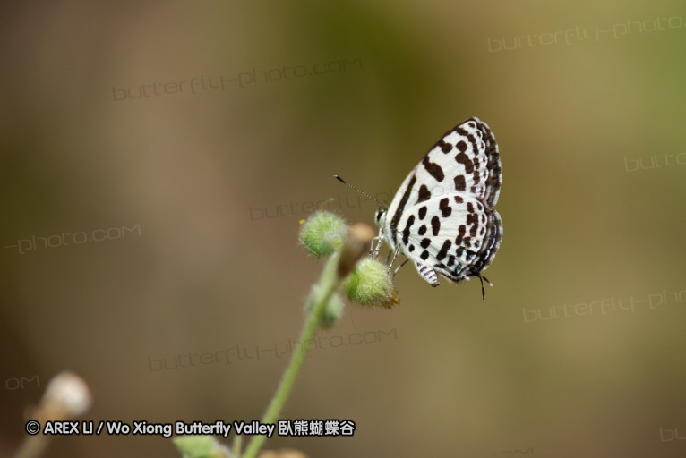 140927_pangkap_080.jpg