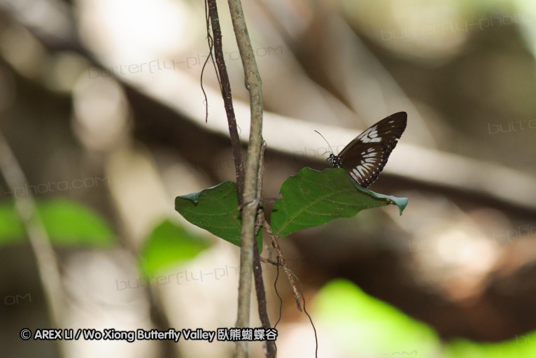 140927_pangkap_081.jpg