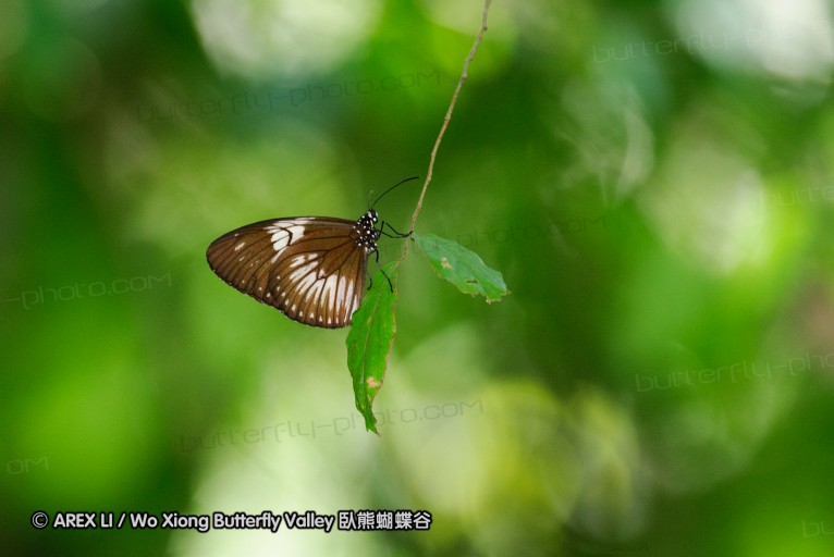 140927_pangkap_083.jpg