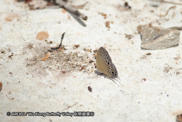 140927_pangkap_085.jpg