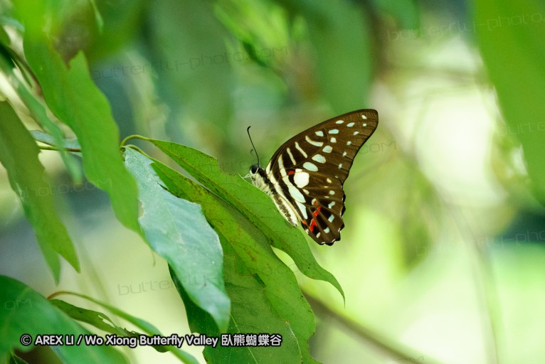 140927_pangkap_088.jpg