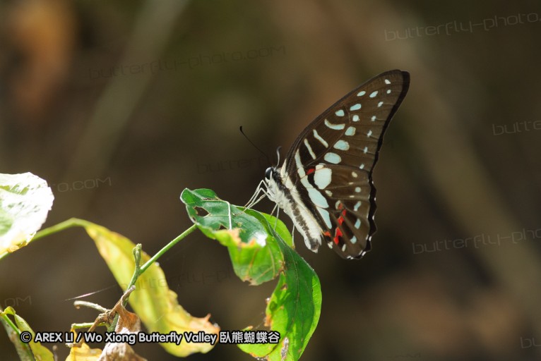 140927_pangkap_089.jpg