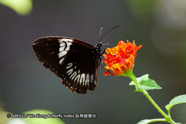 140927_pangkap_096.jpg