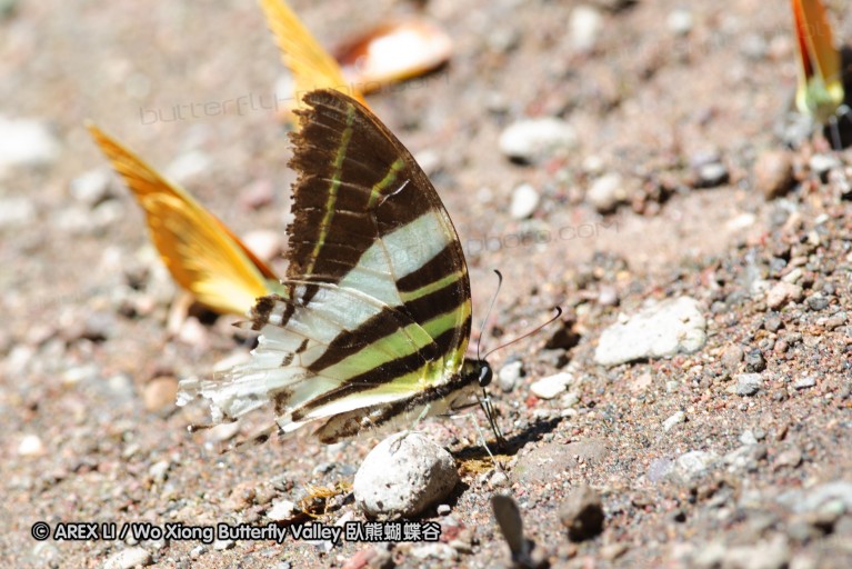 140928_laiya_021.jpg