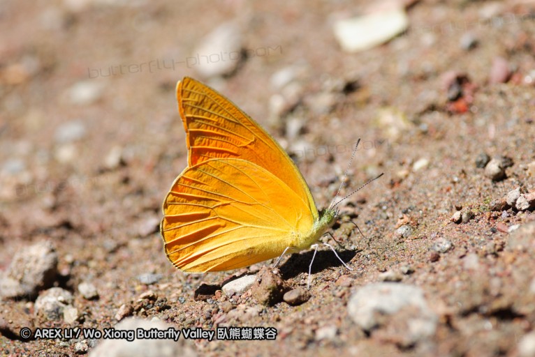 140928_laiya_022.jpg