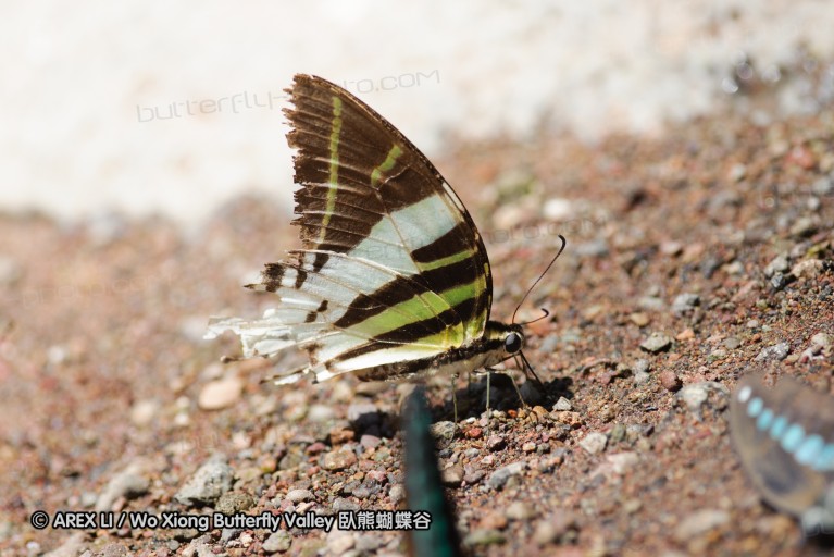 140928_laiya_024.jpg