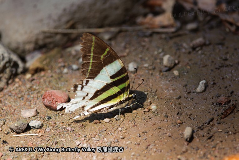 140928_laiya_035.jpg