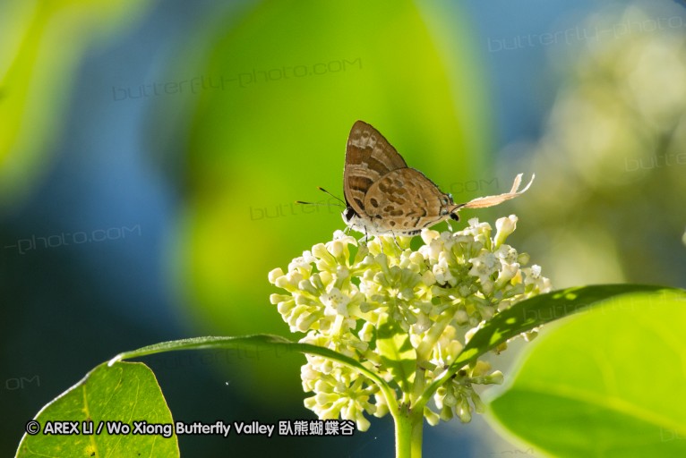 140929_laiya_021.jpg