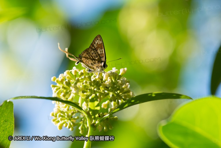 140929_laiya_025.jpg