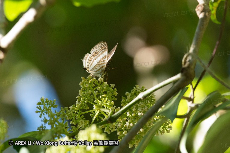 140929_laiya_033.jpg