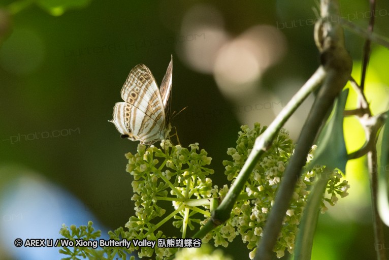 140929_laiya_034.jpg