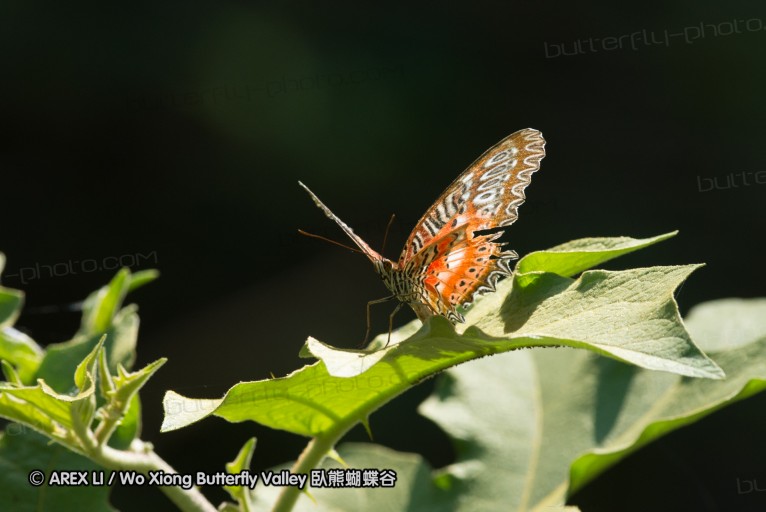140929_laiya_048.jpg