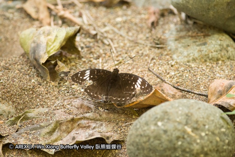 140929_pattunuang_25.jpg
