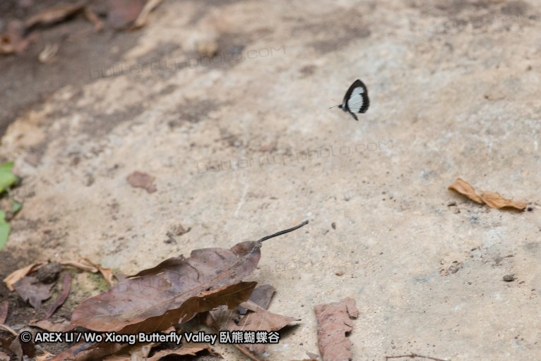 140929_pattunuang_33.jpg