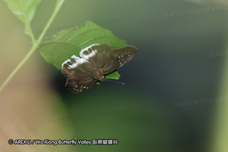 140929_pattunuang_52.jpg