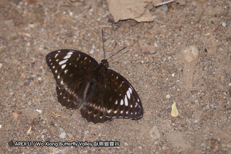 140929_pattunuang_56.jpg