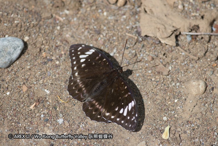140929_pattunuang_57.jpg