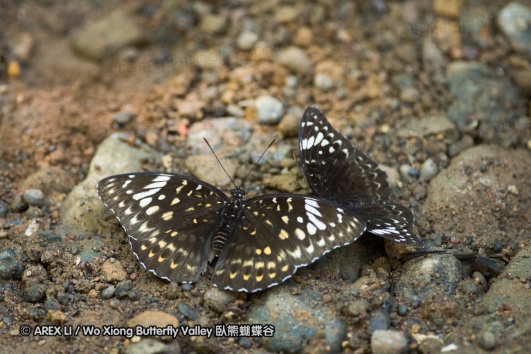 140930_bantimurung_014.jpg